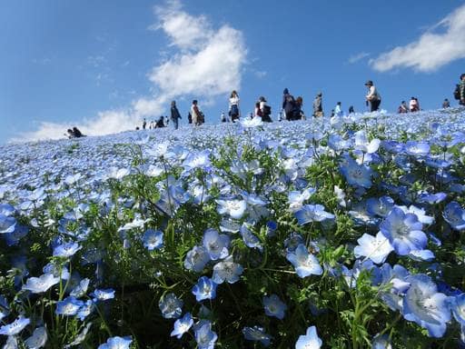 Photo of Chiba